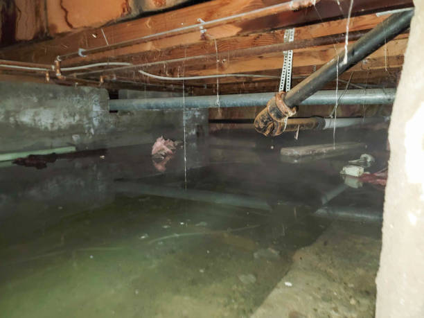 Best Flood damage cleanup  in Midway, KY